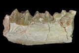 Oreodont (Merycoidodon) Jaw Section - South Dakota #157404-1